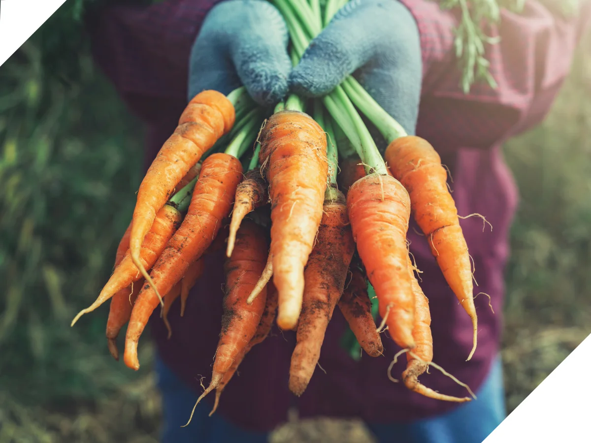 https://nakiscigroup.com/wp-content/uploads/2024/10/agriculture.webp